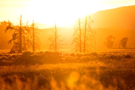 Golden sunlight in Lamar Valley