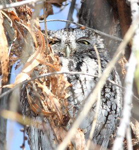 452 - WESTERN SCREECH OWL (12-25-12) patagonia lake, scc, az - (1)
