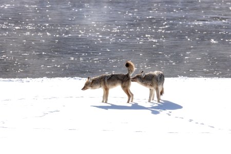 Mating behavior between a breeding pair of coyotes along the Madison RIver photo