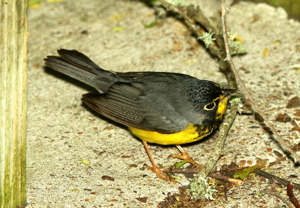 847 - CANADA WARBLER (4-26-2019) convention center, south padre island, cameron co, tx -01