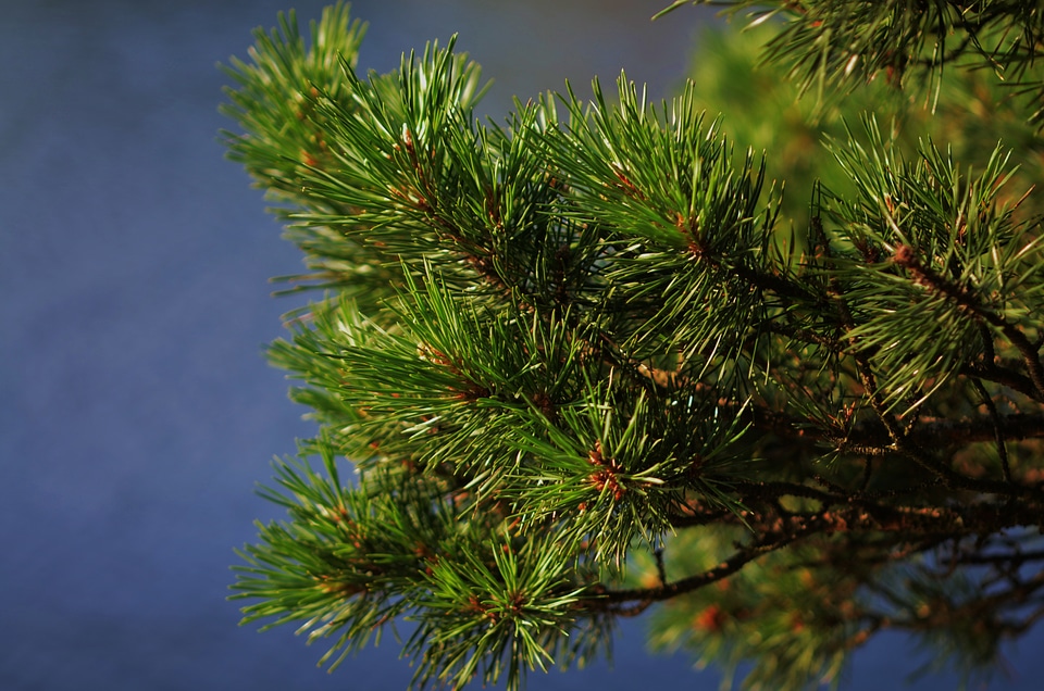 Nature tree landscape photo