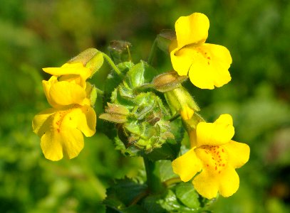 MONKEYFLOWER (mimulus guttatus) (3-9-09) chorro creek e a -1 copy