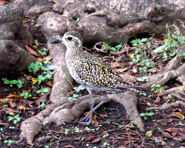 PACIFIC GOLDEN PLOVER (9-7-2017) hilo, hawai'i co, hawaii -02