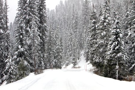 Snow covered road near Pebble Creek photo