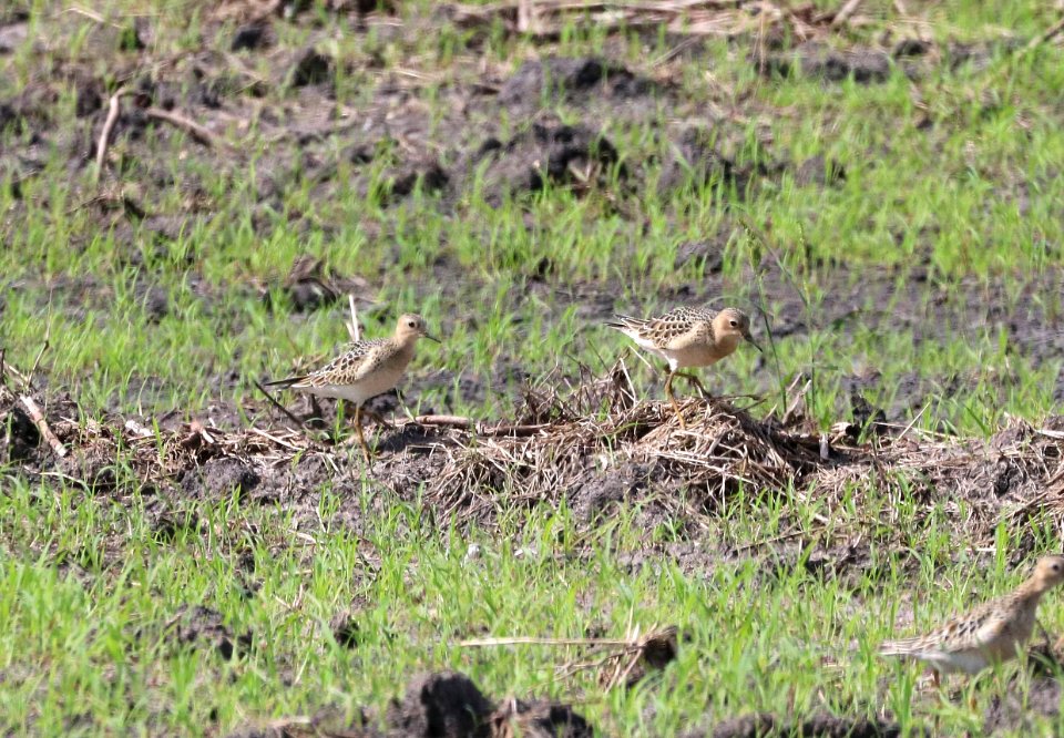 329 - BUFF-BREASTED SANDPIPER (8-28-2016) sod farms east of victoria, victoria co, tx -04