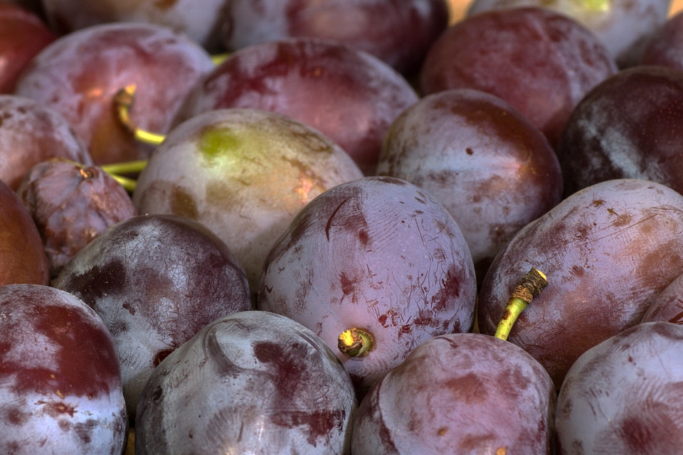 Fruit plums Free photos