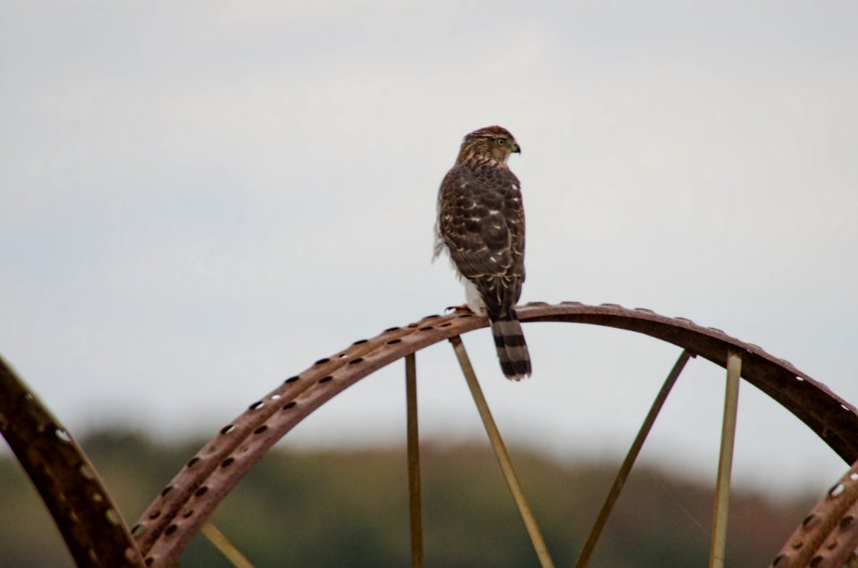 Cooper's Hawk
