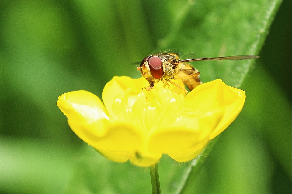 Public record yellow blossom