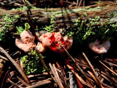 Bleeding tooth fungus
