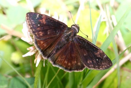 DUSKYWING, ZARUCCO ( Erynnis zarucco) (6-3-2017) campground road, outer banks, dare co, nc -01 photo