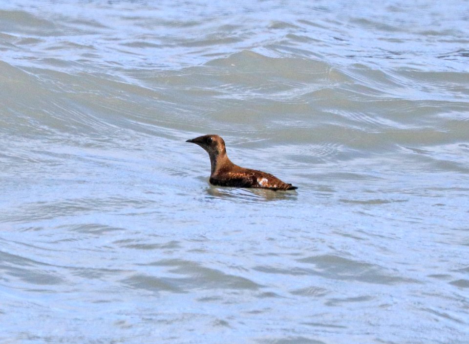 407 - MARBLED MURRELET (6-22-2016) kachemak bay, homer, alaska -09