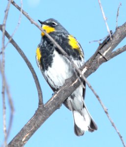 835 - YELLOW-RUMPED WARBLER (4-3-12) audubon's, pena blanca lake, scc, az - (1)