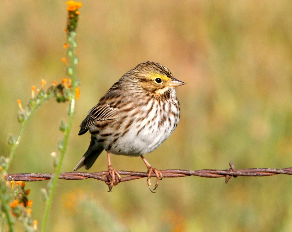 SPARROW, SAVANNAH (4-20-08) carrizo -01
