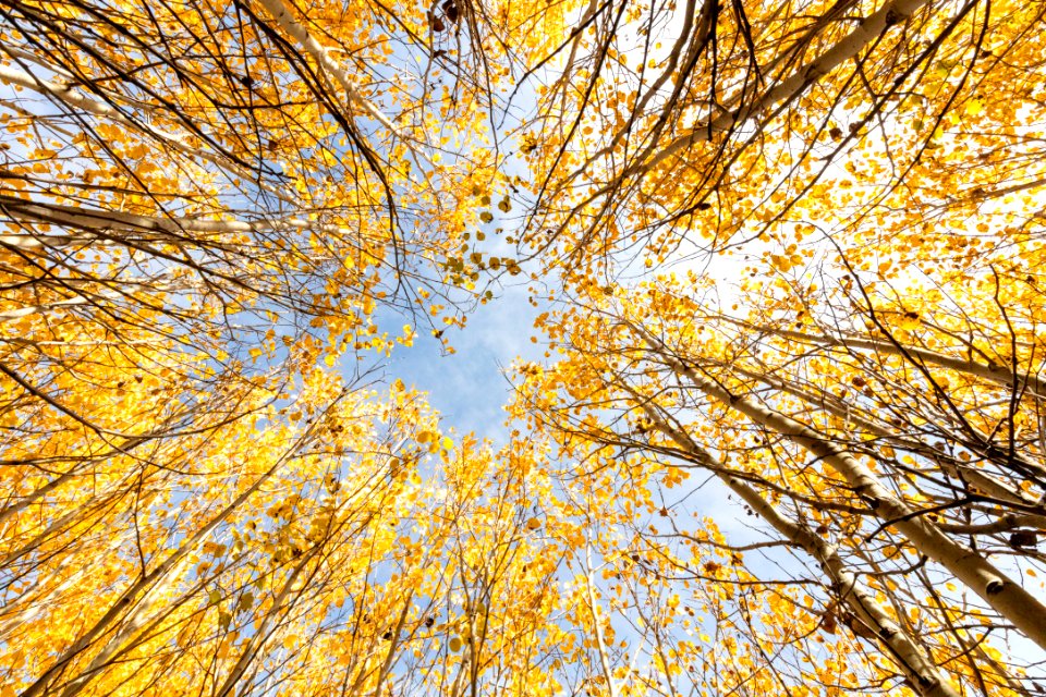 Looking up through the aspens
