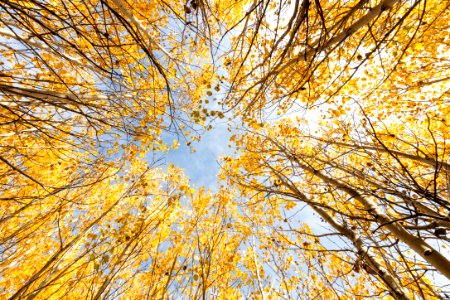 Looking up through the aspens