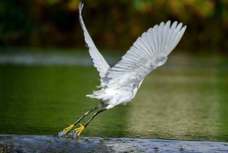Snowy Egret photo