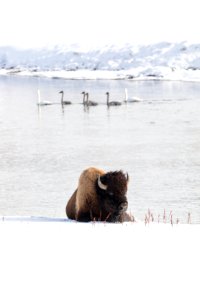 A bison resting along the Yellowstone River as trumperter swans