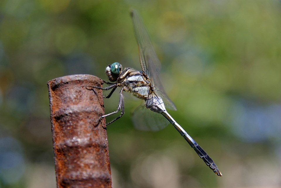 Bug macro white-tailed