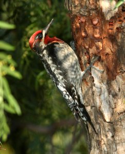 SAPSUCKER, RED-BREASTED (12-20-09) santa rosa park, slo, ca -06