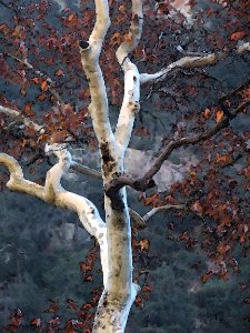 SYCAMORE, CAVE CREEK, COCHISE CO, AZ - PHOTSHOP WATERCOLOR FILTER