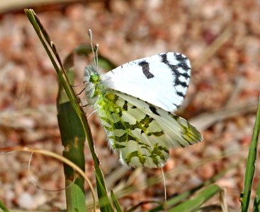 MARBLE, DESERT (Euchloe lotta Beutenmüller) (3-21-2020) guindani trail, whetstone mts, cochise co, az (4)