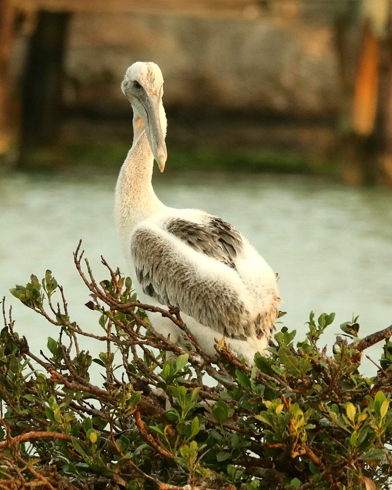 176 - BROWN PELICAN (4-29-2019) port isabel, cameron co, tx -04 juv