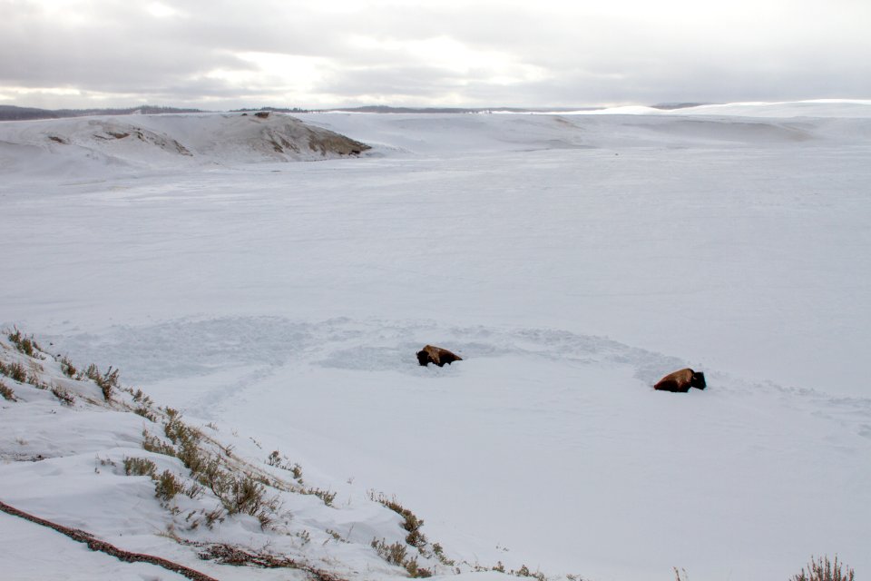 Two bison in Hayden Valley