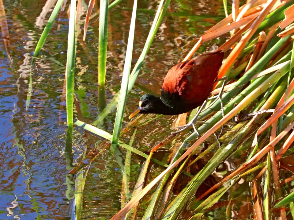 276 - NORTHERN JACANA (2-6-2021) santa cruz river at ina road, tucson, pima co, az -01