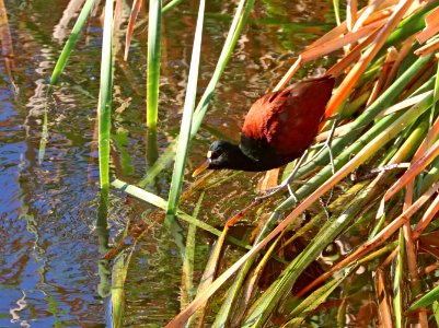 276 - NORTHERN JACANA (2-6-2021) santa cruz river at ina road, tucson, pima co, az -01