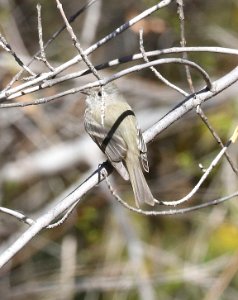 580 - HAMMOND'S FLYCATCHER (2-25-2018) patagonia lake, santa cruz co, az -02