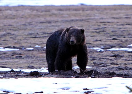 Grizzly bear north of Obsidian Cliff