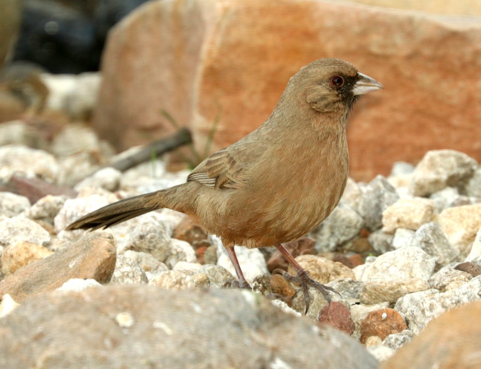 865 - ABERT'S TOWHEE (1-31-2019) hereford, az -01