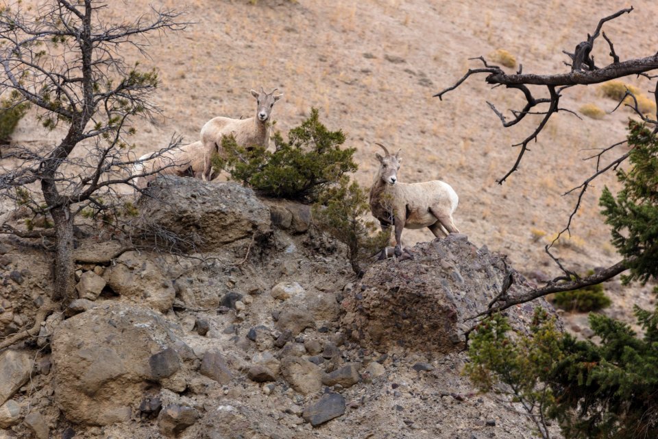 Bighorn sheep in Gardner Canyon