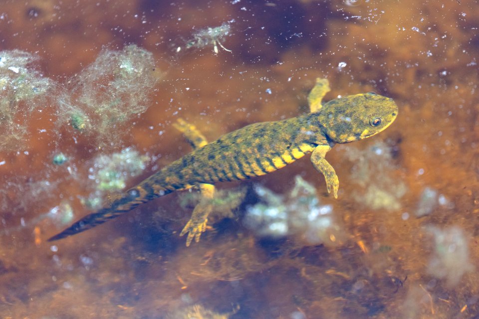 Western Tiger Salamanders (Ambystoma mavortium) in Lamar Valley