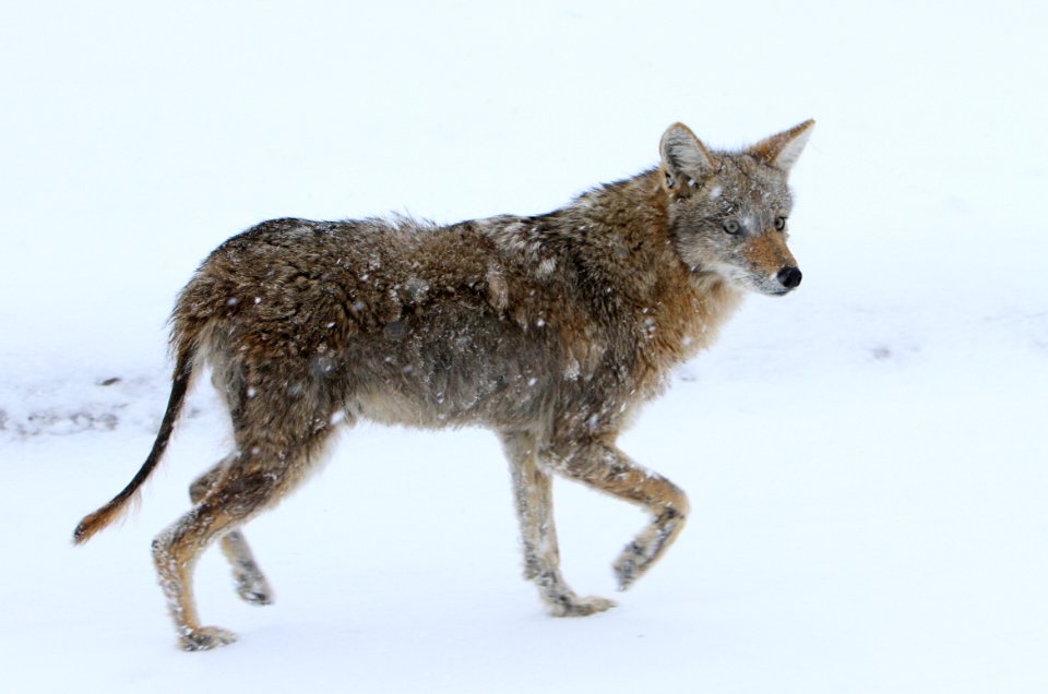 Coyote with mange near Floating Island Lake