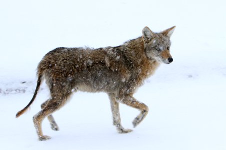 Coyote with mange near Floating Island Lake