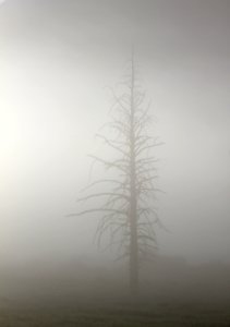 Lodgepole pine in fog