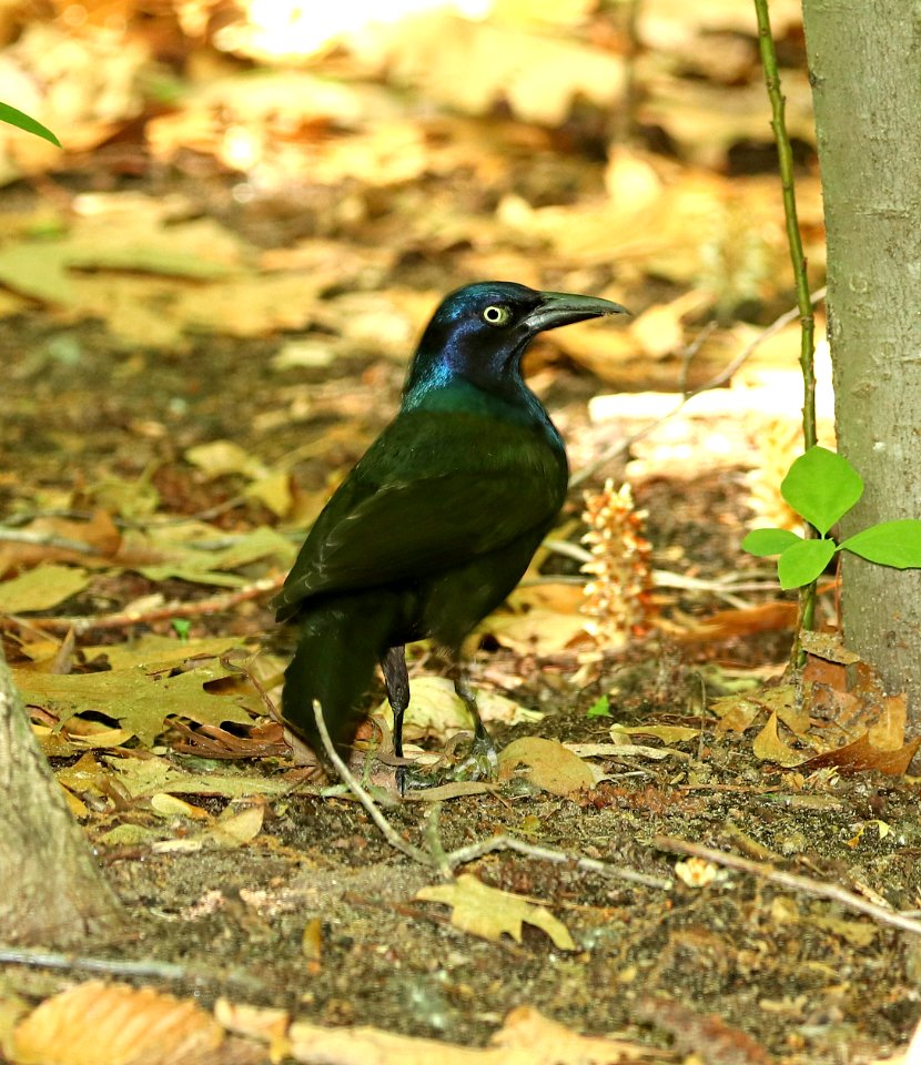 937 - COMMON GRACKLE (6-1-2018) yankee springs, barry co, mi -01