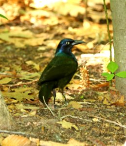 937 - COMMON GRACKLE (6-1-2018) yankee springs, barry co, mi -01