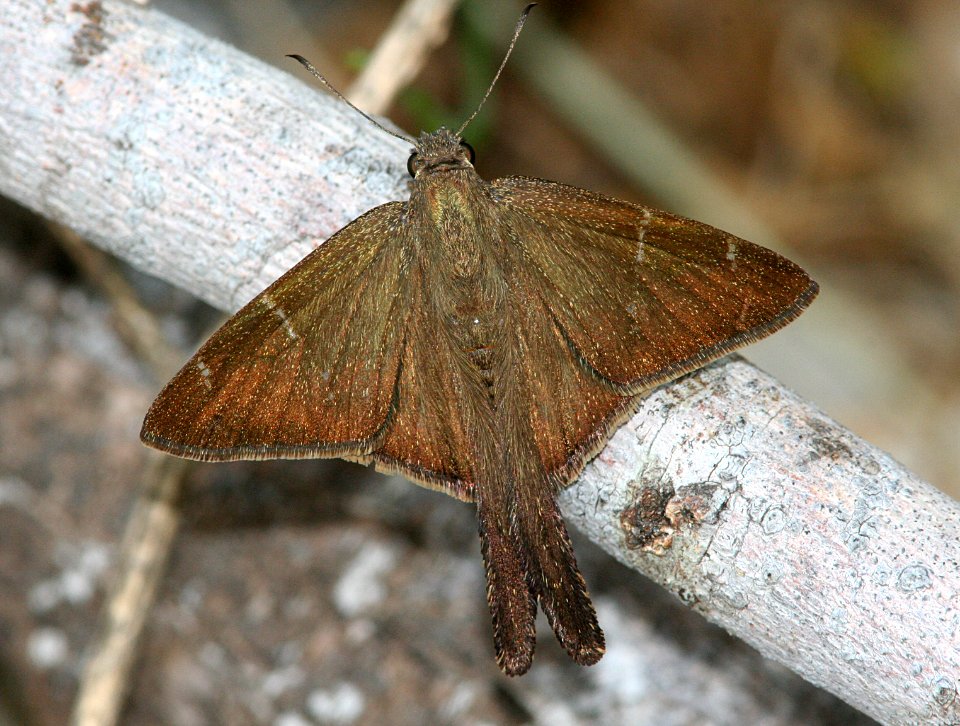 LONGTAIL, BROWN (Urbanus procne) (1-9-09) harlingen, tx   (2)
