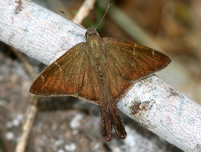 LONGTAIL, BROWN (Urbanus procne) (1-9-09) harlingen, tx   (2)