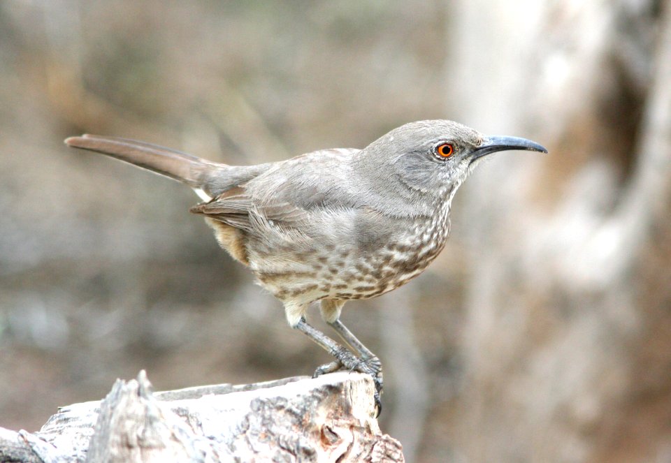 767 - CURVE-BILLED THRASHER (2-25-08) falcon lake, tx (2)