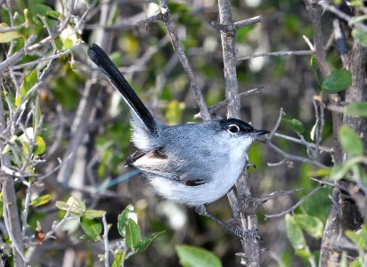 703 - BLACK-TAILED GNATCATCHER (3-17-2017) below dam, patagonia lake, santa cruz co, az -02