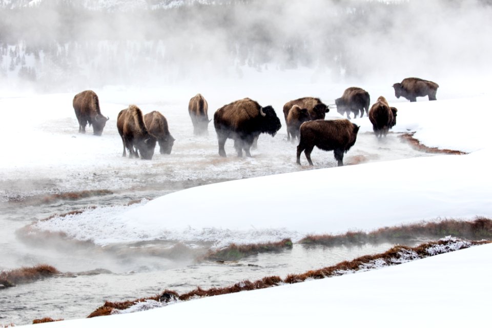 Bison in Terrace Spring outlet