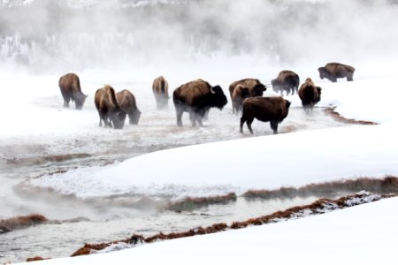Bison in Terrace Spring outlet