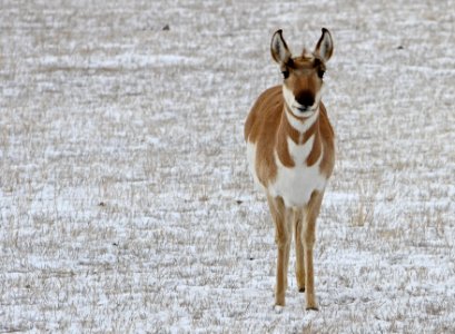 Pronghorn doe