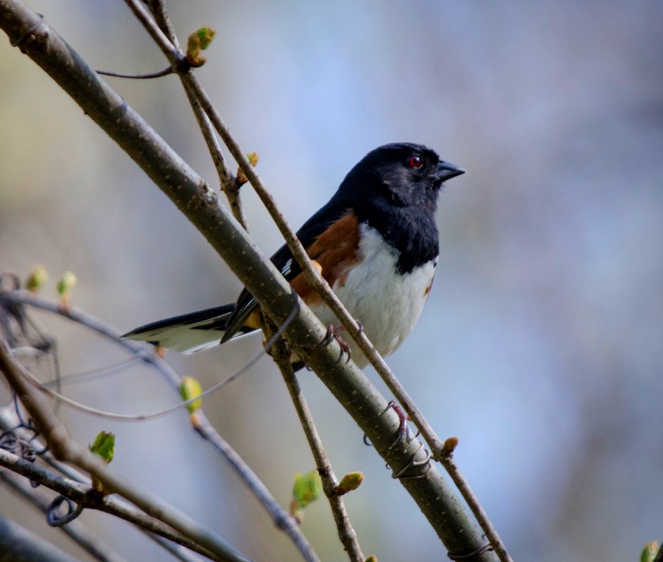 Eastern Towhee