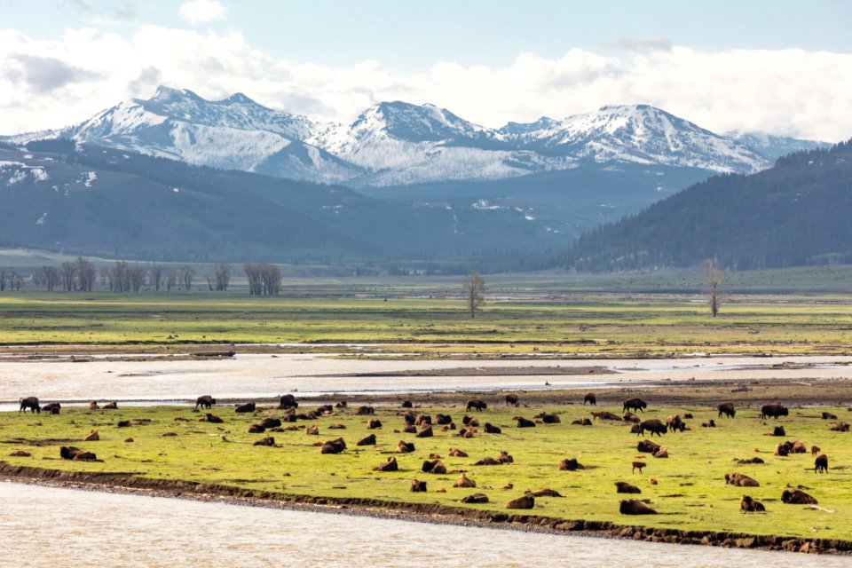 Bison rest alongside Lamar River