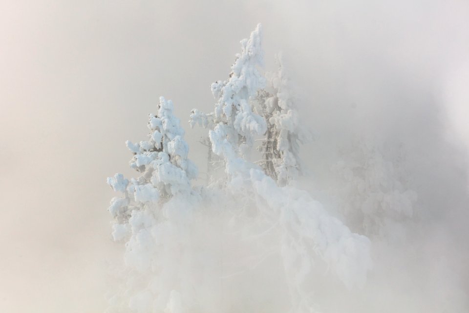 Trees covered in rime ice emerge from the steam of Beryl Spring photo