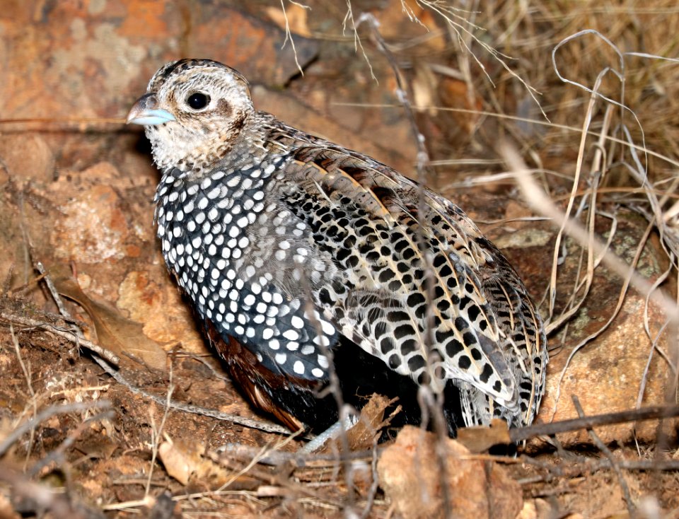 072 - MONTEZUMA QUAIL (12-12-2016) imm male, patagonia mountains, santa cruz co, az -02